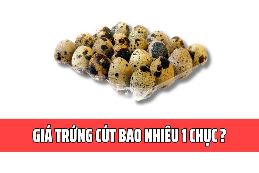 Cap-nhat-gia-trung-cut-bao-nhieu-1-chuc-moi-nhat