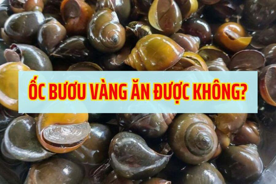 Oc-buou-vang-co-an-duoc-khong_-Mot-cai-nhin-sau-hon-ve-mon-ngon-oc-buou-vang